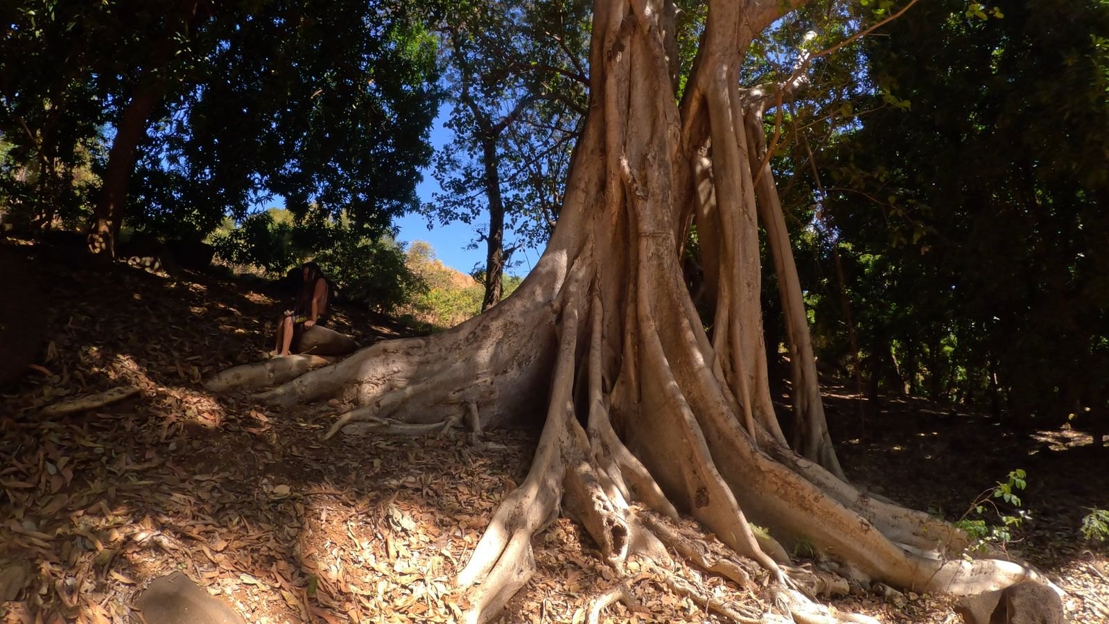 Racines d’un grand arbre dans les espaces boisés