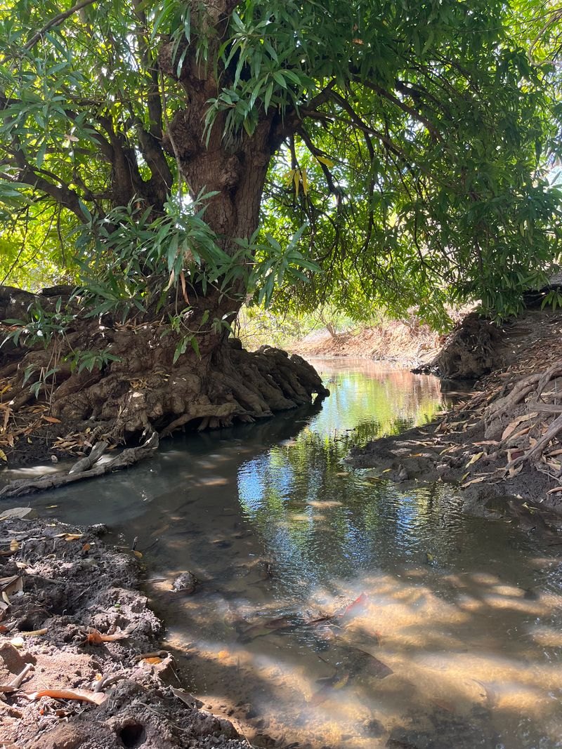 Cours d’eau au milieu des arbres